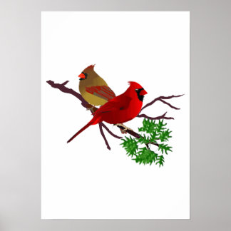 Póster Pareja cardinal en una rama