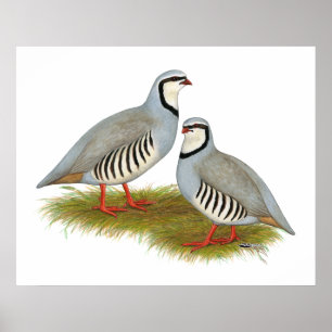 Póster Pareja Chukar