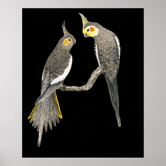 Póster Pareja Cockatiel - Nymphicus hollandicus sobre neg (Frente)