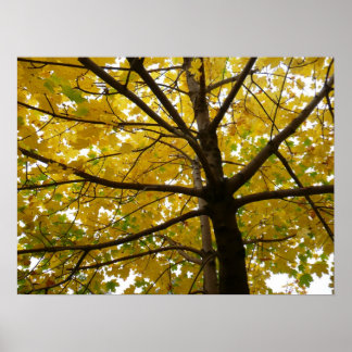 Póster Pareja de arce amarillo naturaleza otoñal