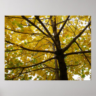 Póster Pareja de Arces Amarillos Naturaleza de Otoño