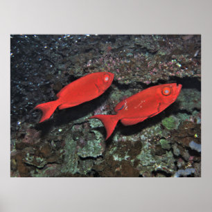 Póster Pareja de bigeyes