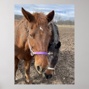 Póster Pareja de caballos