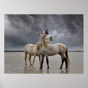 Póster Pareja de caballos de Camargue, Francia del sur