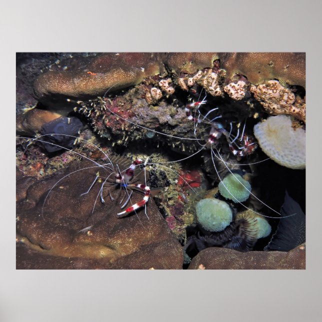 Póster Pareja de camarones de coral con bandas (Frente)