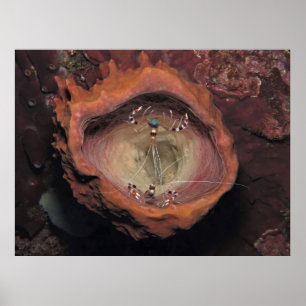 Póster Pareja de camarones en un Espontón