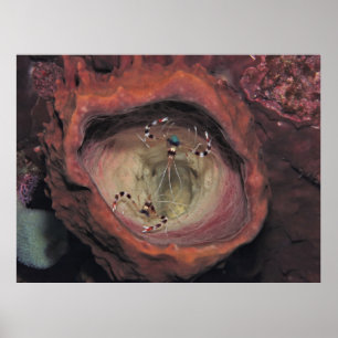 Póster Pareja de camarones limpiadores con bandas