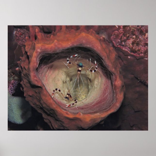 Póster Pareja de camarones limpiadores con bandas (Frente)