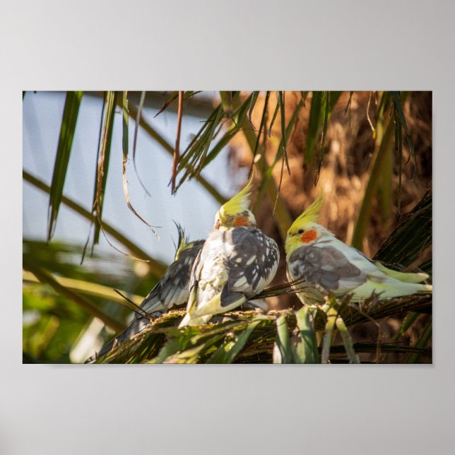 Póster Pareja de Cockatiels (Frente)