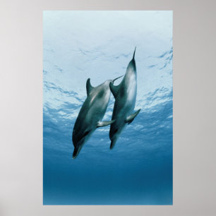 Póster Pareja de delfines