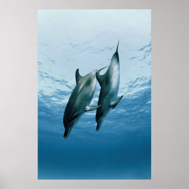 Póster Pareja de delfines (Frente)