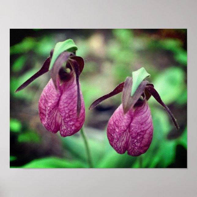 Póster Pareja de flor de orquídea salvaje Lady Slipper 2 (Frente)