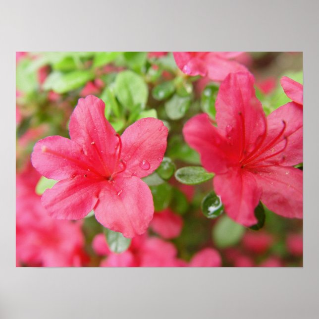 Póster Pareja de flores (Frente)