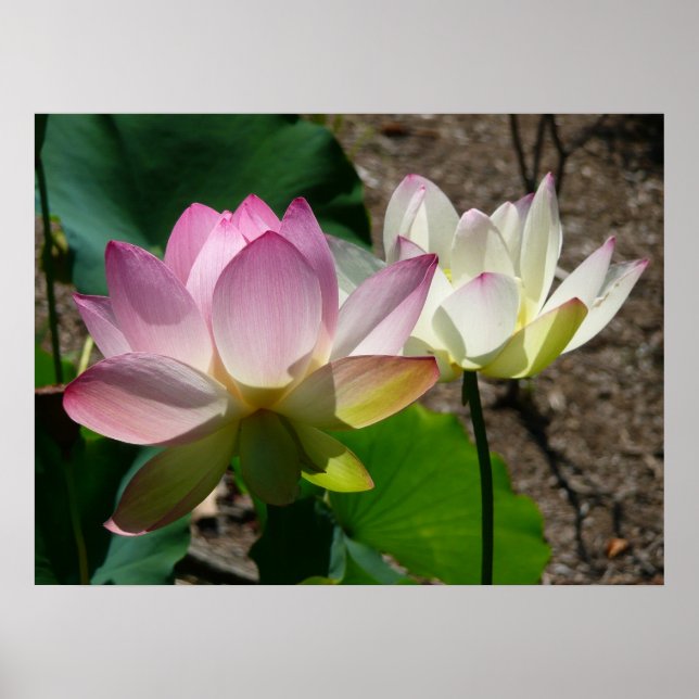 Póster Pareja de flores de Lotus I (Frente)