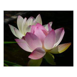Póster Pareja de flores de Lotus II