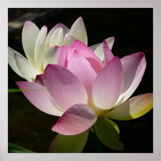 Póster Pareja de flores de Lotus II