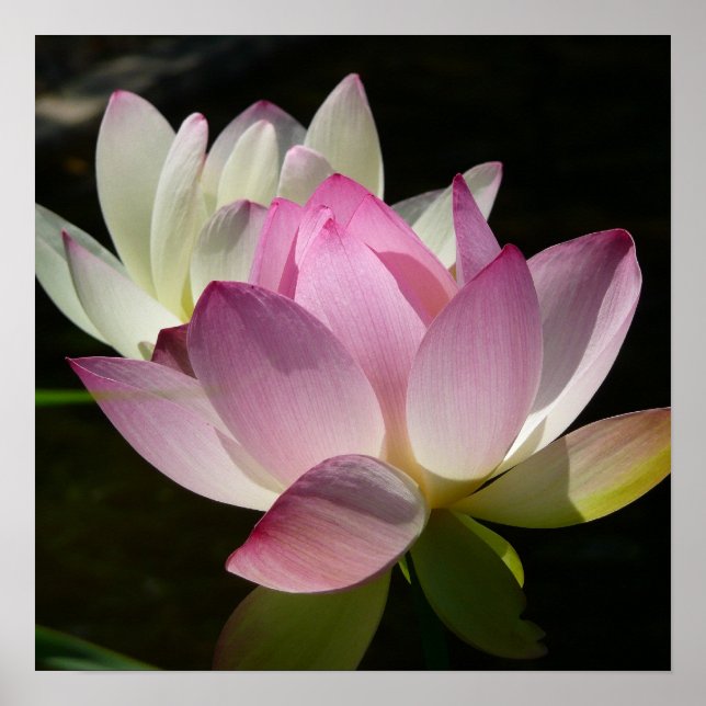 Póster Pareja de flores de Lotus II (Frente)