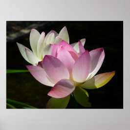 Póster Pareja de flores de Lotus II