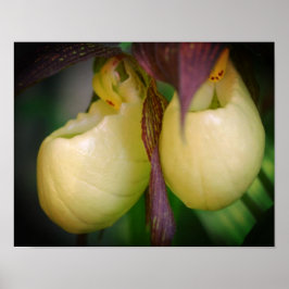 Póster Pareja de flores de orquídea blanca Lady Slipper