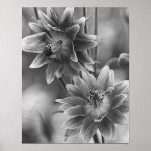 Póster Pareja De Flores En Blanco Y Negro