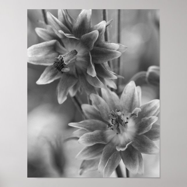 Póster Pareja De Flores En Blanco Y Negro (Frente)