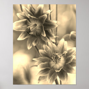 Póster Pareja De Flores En Tinta Sepia