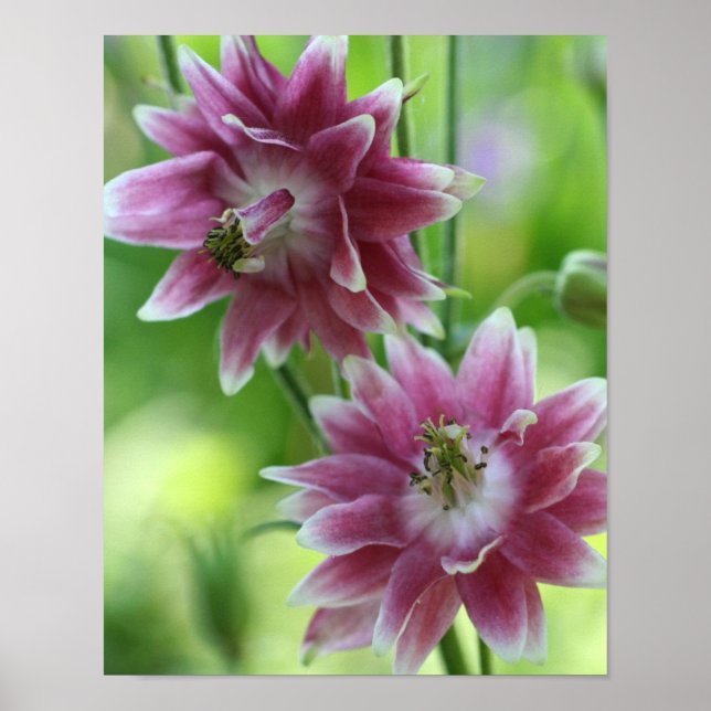 Póster Pareja De Flores Rojas Y Blancas (Frente)