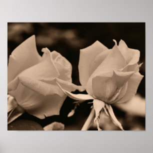 Póster Pareja De Flores Rosebud En Sepia Brown