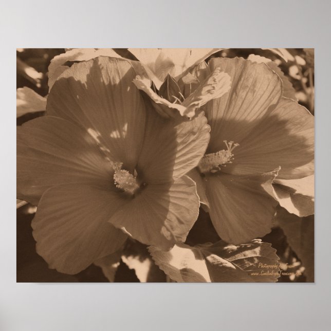 Póster Pareja de flores Sepia Hibiscus (Frente)