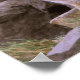 Póster Pareja de Fox gris sudamericana (Lycalopex griseus (Esquina)