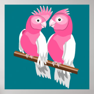 Póster Pareja de Galahs