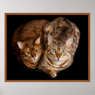 Póster Pareja de gatitos bengalíes