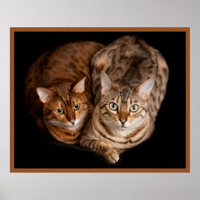 Póster Pareja de gatitos bengalíes (Frente)