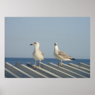 Póster Pareja de gaviotas