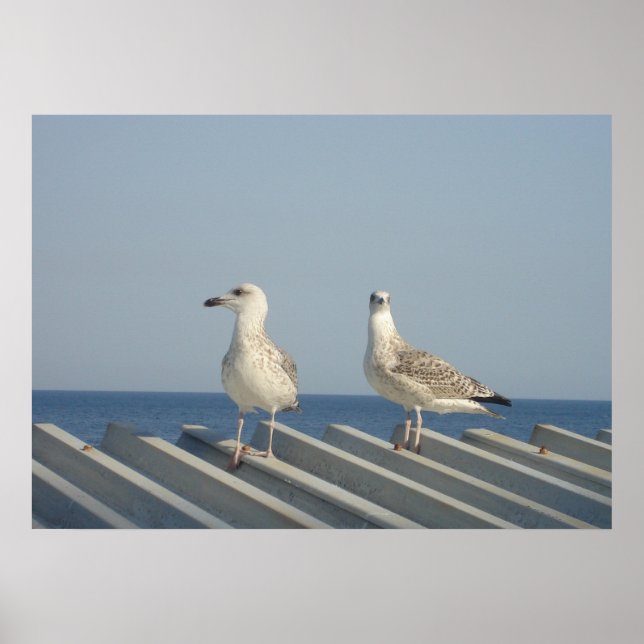 Póster Pareja de gaviotas (Frente)