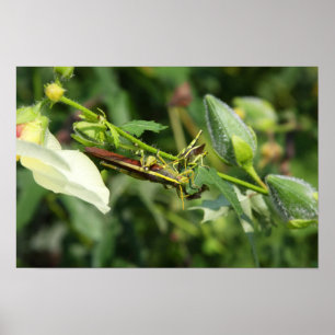 Póster Pareja de Grasshopper 2