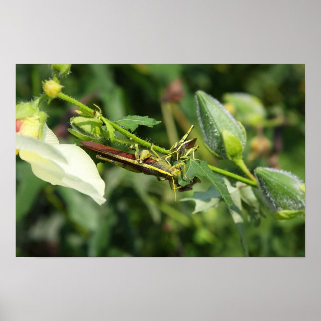 Póster Pareja de Grasshopper 2 (Frente)