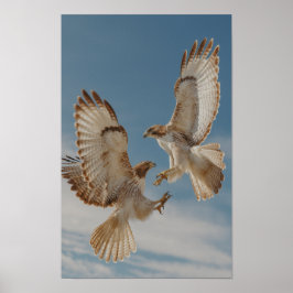 Póster Pareja de halcones de cola roja en danza de cortej