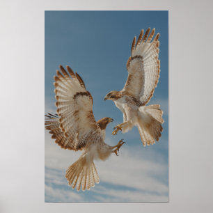 Póster Pareja de halcones de cola roja en danza de cortej