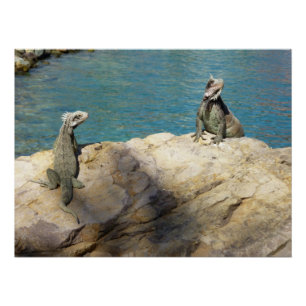 Póster Pareja de Iguanas Fotografía de Vida Silvestre Tro