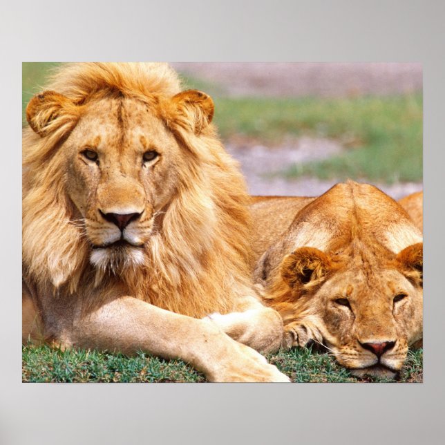 Póster Pareja de Leones Africanos, Panthera leo, Tanzania (Frente)