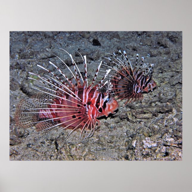 Póster Pareja de Lionfish (Frente)
