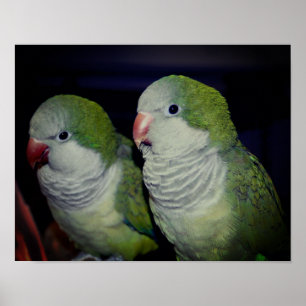 Póster Pareja de loros para bebés quaker 2