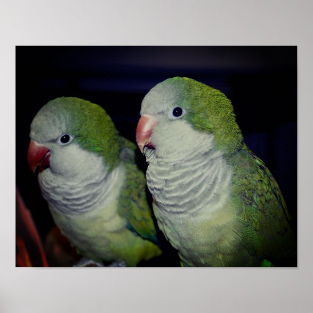 Póster Pareja de loros para bebés quaker 2 (Frente)