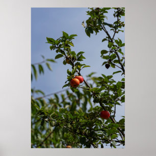 Póster pareja de manzanas rojas en una rama