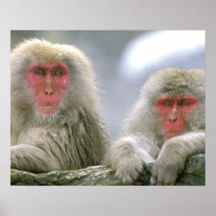 Póster Pareja de mono de nieve, Macaco japonés,