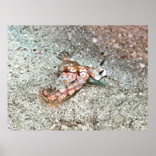 Póster Pareja de Nudibranchs