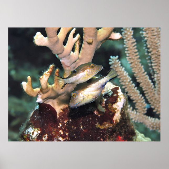 Póster Pareja de pequeños novillos (Frente)