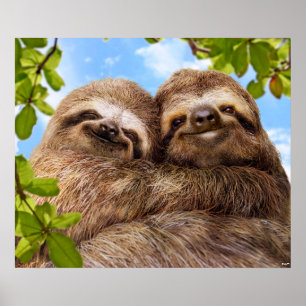 Póster Pareja de perezosos