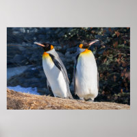 Pareja de pingüinos rey contra un fondo invernal